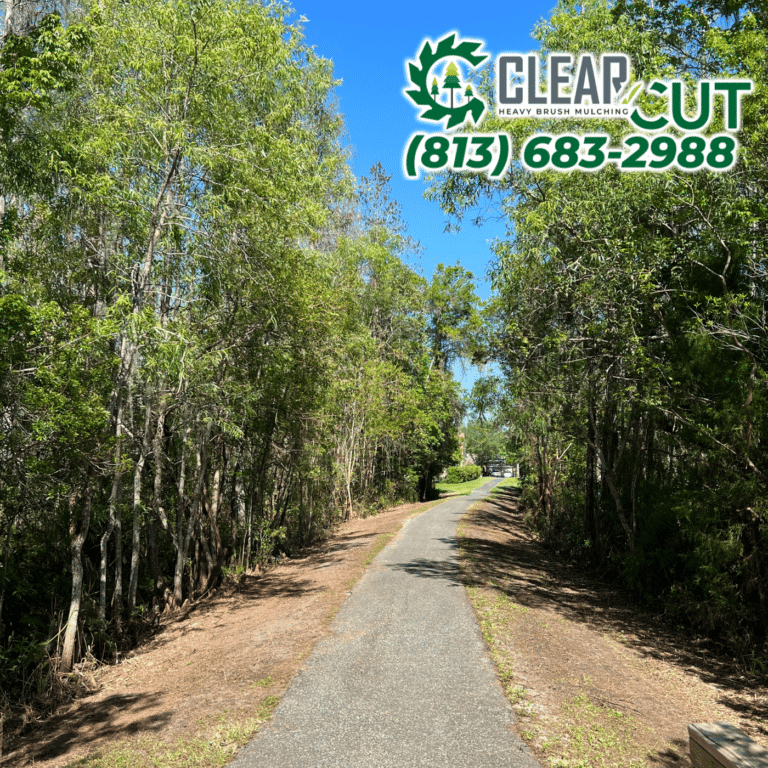 1-After-Clear-Cut-Heavy-Brush-Mulching-HOA-Cutbacks-Riverview-Florida