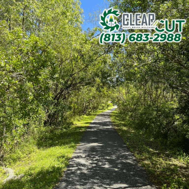 1-Before-Clear-Cut-Heavy-Brush-Mulching-HOA-Cutbacks-Riverview-Florida