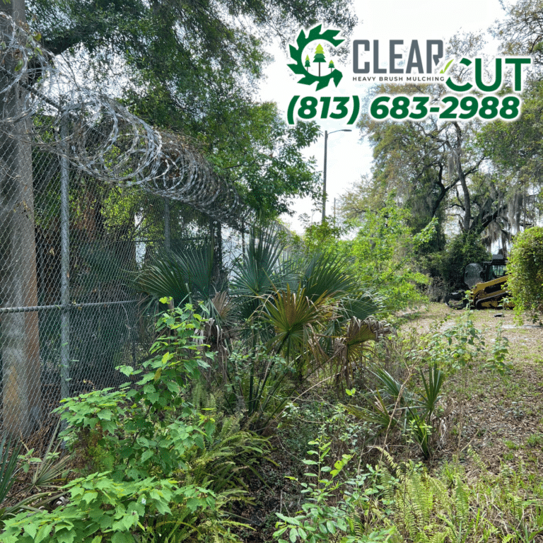 12-Before-Clear-Cut-Heavy-Brush-Mulching-Fence-Line-Clearing-Odessa-Florida