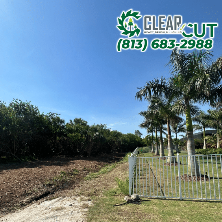 15-After-Clear-Cut-Heavy-Brush-Mulching-Fence-Line-Clearing-Apollo-Beach-Florida