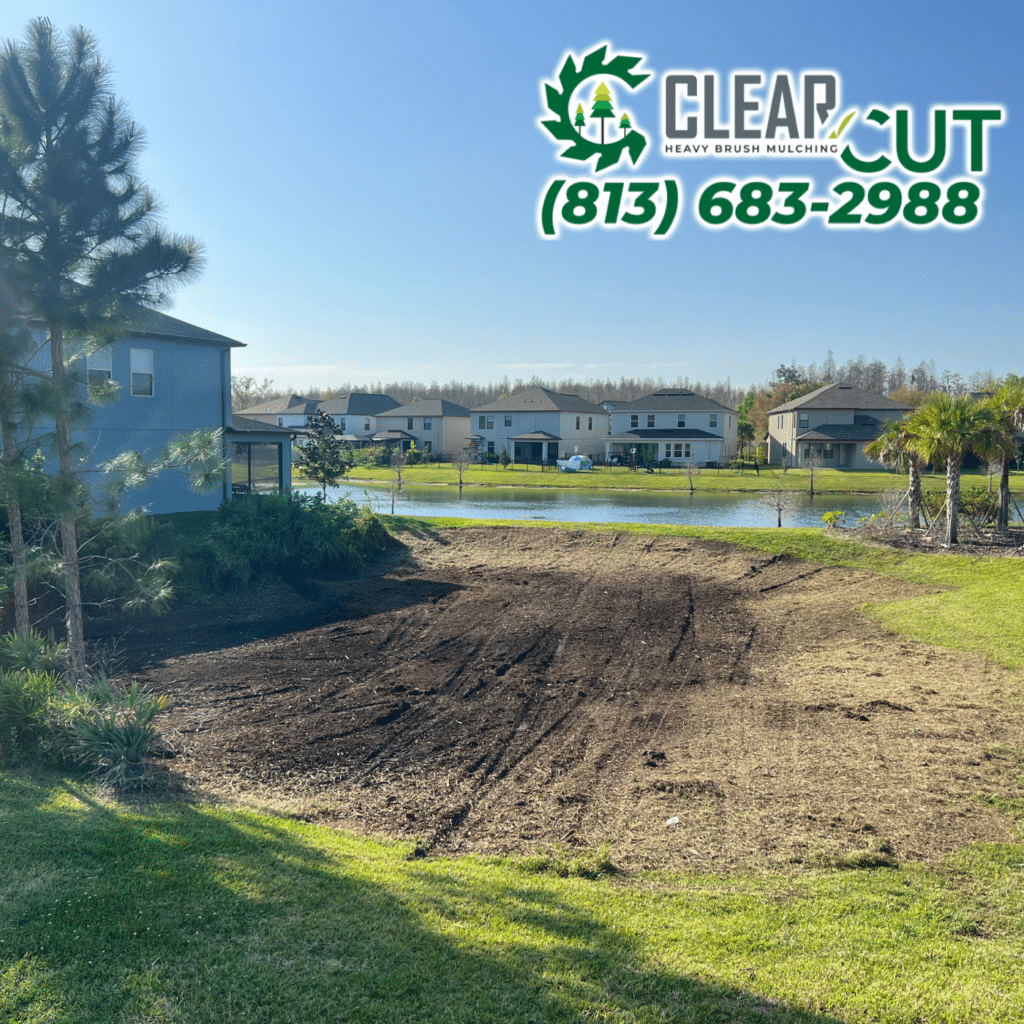 Clear Cut Heavy Brush Mulching after photo of a cleared and mulched pondside lot in Carrollwood, FL