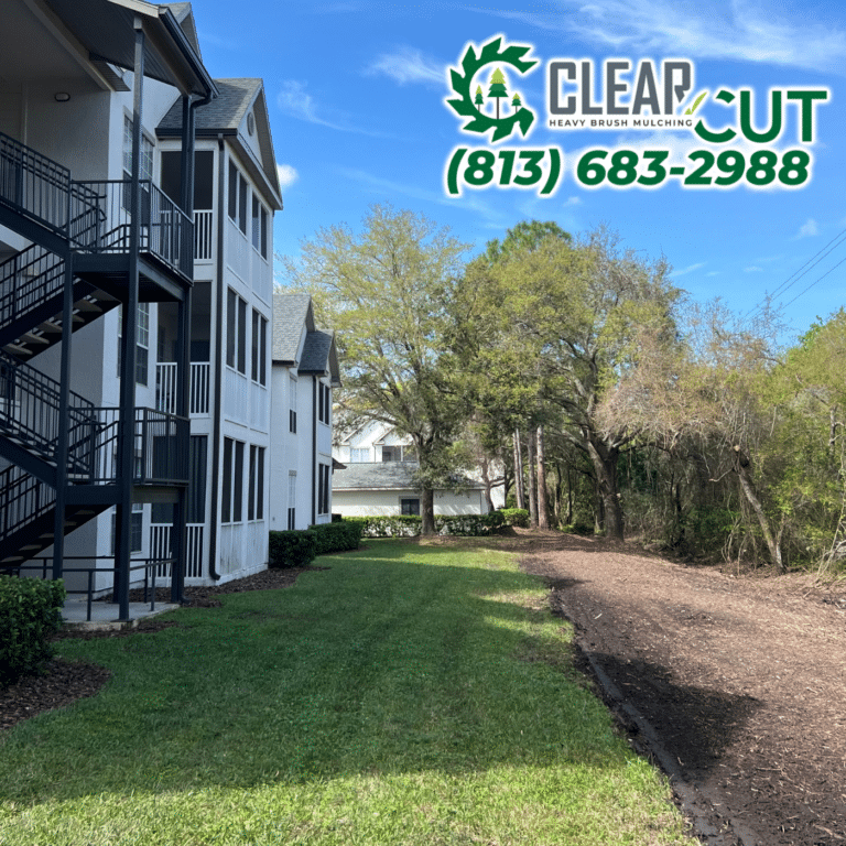 52-After-Clear-Cut-Heavy-Brush-Mulching-HOA-Cutbacks-Westchase-Florida