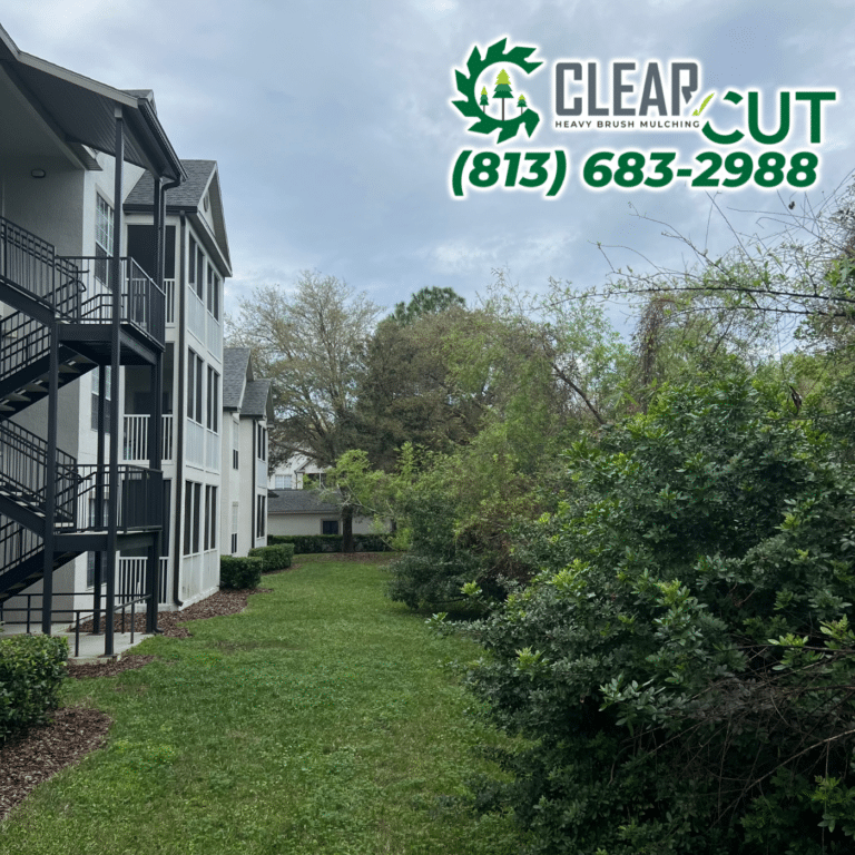 52-Before-Clear-Cut-Heavy-Brush-Mulching-HOA-Cutbacks-Westchase-Florida