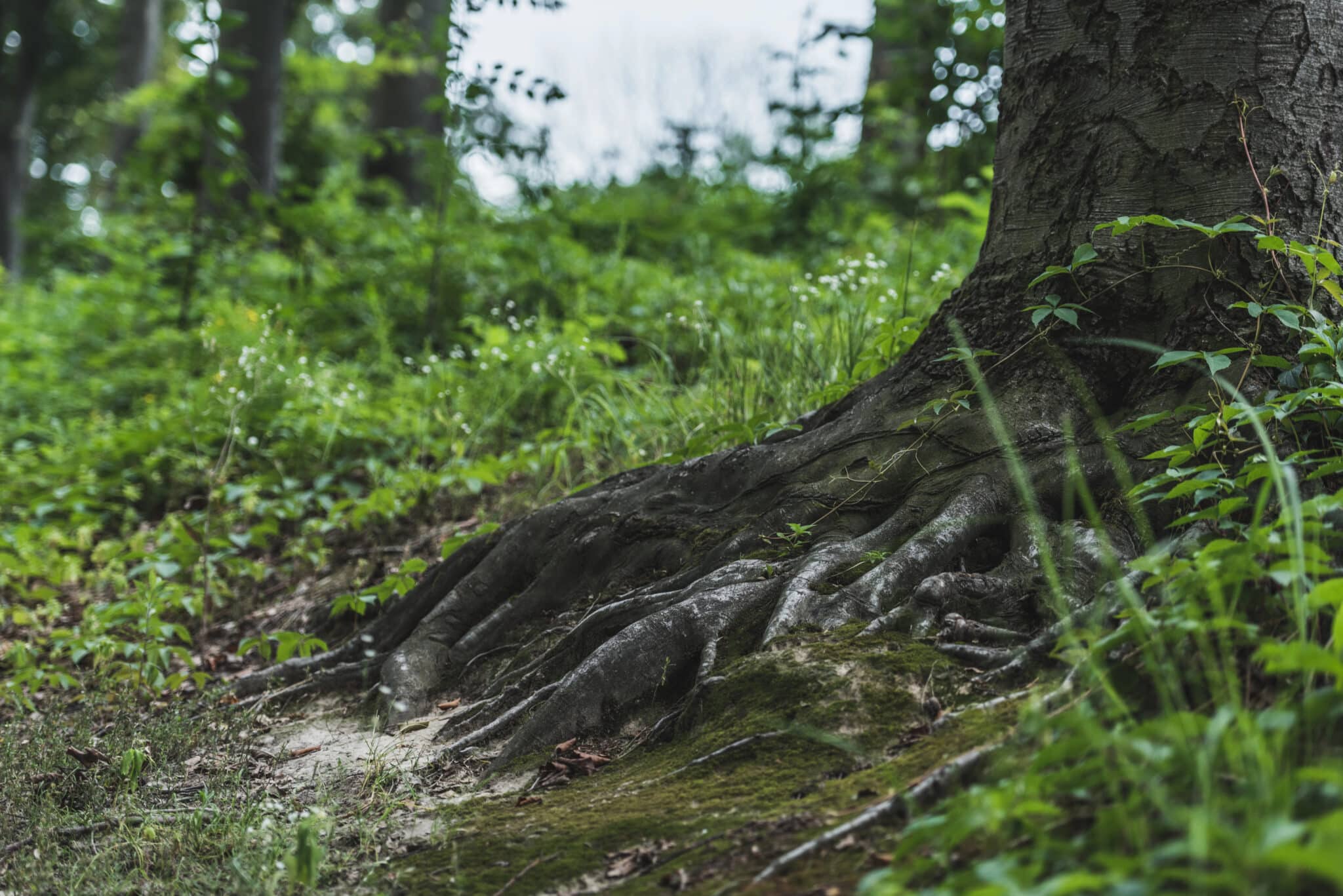 How to Transform Your Overgrown Property While Preserving Valuable ...